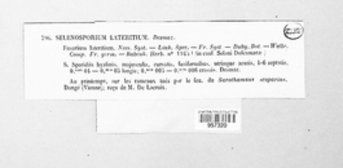 Fusarium lateritium image